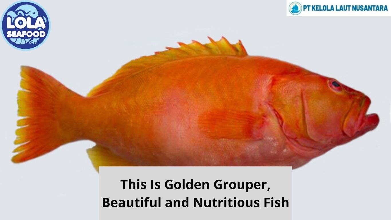 This Is Golden Grouper, Beautiful and Nutritious Fish